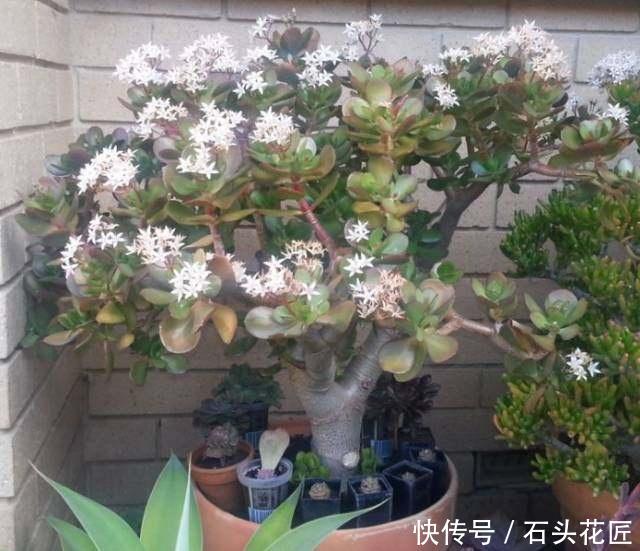 蝴蝶兰怎么浇水才能长得茂盛 t011508fee3b6e188a0.jpg?size=640x551