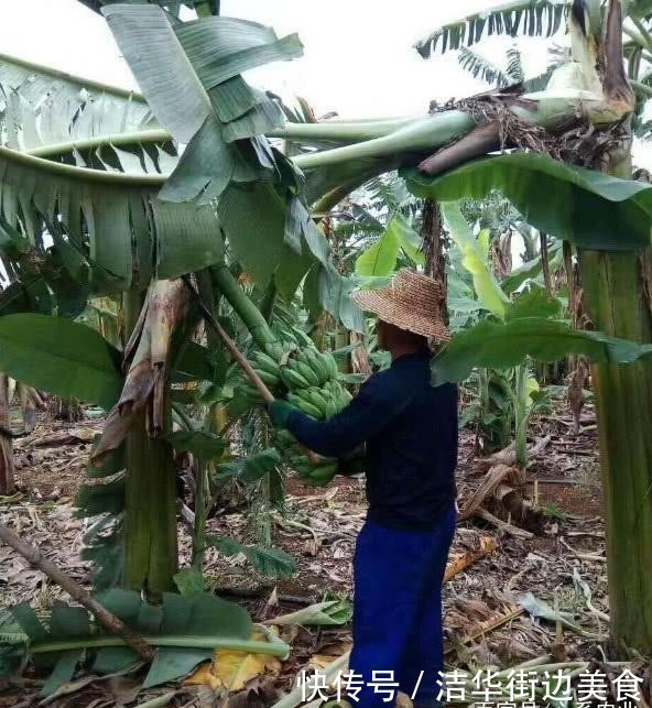  「沉香木」农民无心插柳种出珍稀树种，出价50万都不卖，以后还
