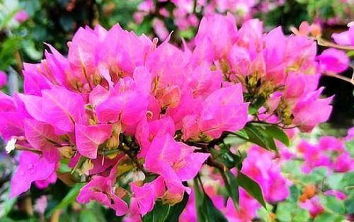  『口诀』修剪三角梅，记住“3字口诀”，侧芽多，花苞多，开花爆盆很简单