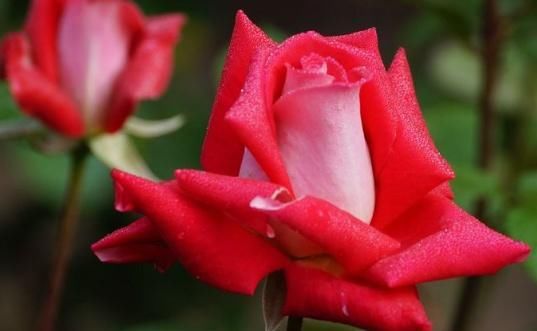 玫瑰花:玫瑰花枝怎么插容易活