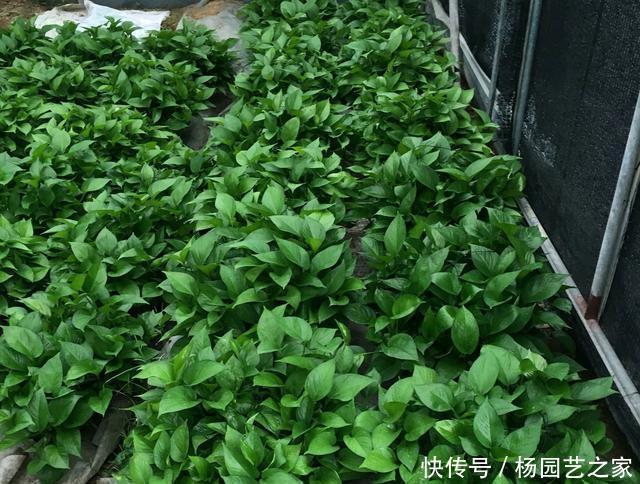 「绿萝」绿萝不用花钱去买,摘根枝条,注意扦插3要点,一根扦插几十盆