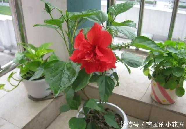 排水良好|除了茉莉花,家里还可以养哪些香飘满屋的植物?