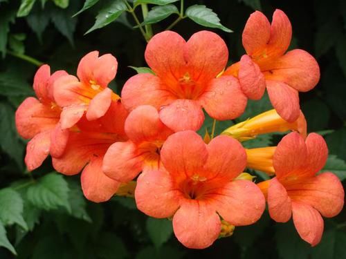  『棕色』凌霄翠叶团团如盖，花大色艳，繁花艳彩