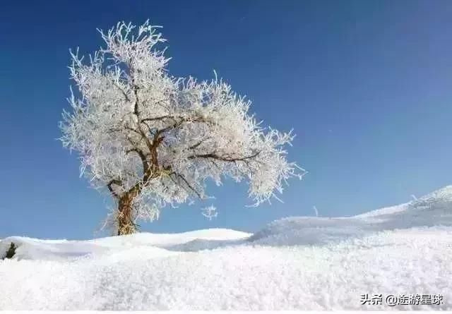 雪后的中国胡杨林，才是真正美爆了!