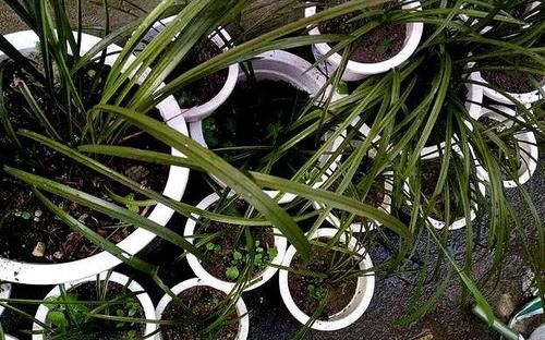  #以让我们#兰花只长不开花？问题出在这3处，花苞多花开满盆！