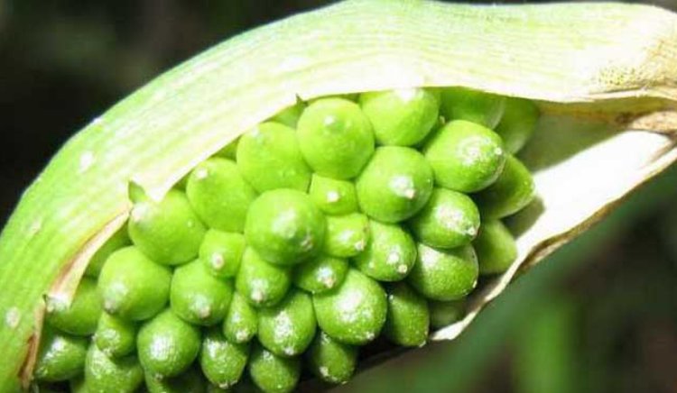  【守田】农村这种植物以前满山遍野无人问津，现在几百一斤！还