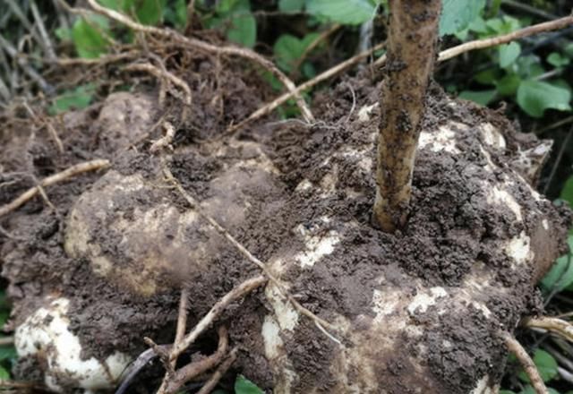  #根茎#别当它是“杂草”，殊不知1斤“20元”，地下块茎珍贵，别