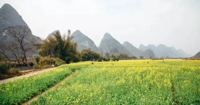 中国最美的油菜花海,油菜花逐渐“染黄”了神州大地