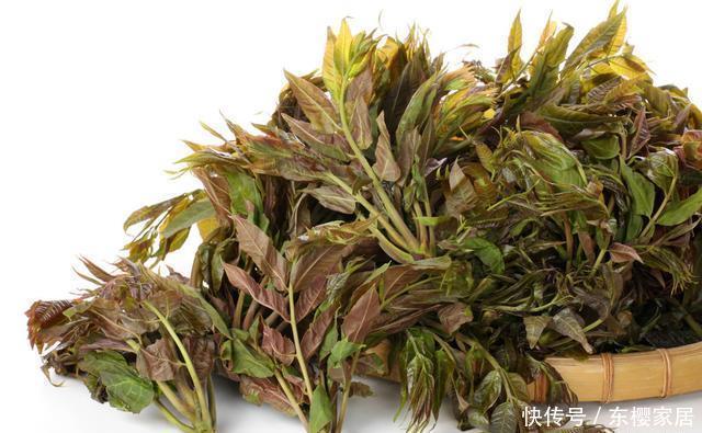 种子|香椿芽太贵,种点香椿苗,半月吃一茬,随吃随种,特方便