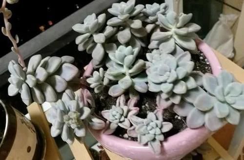  露养■多肉露养好时节：扔外面，1个月没管，美得跟整容了一样！