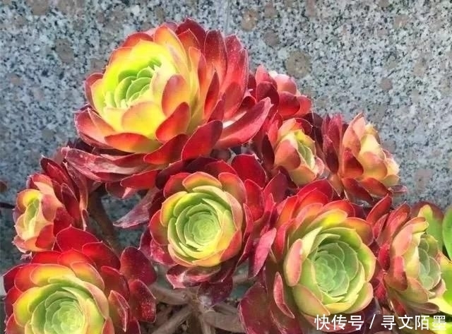 『品种』给多肉植物砍一刀,一株变多株,花盆都装不下了!