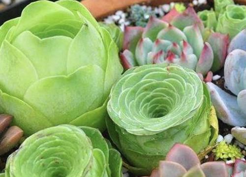  「山地」1种多肉植物像“玫瑰”，被称为“山地玫瑰”，养10盆像“花束”