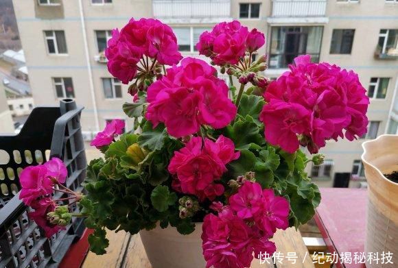  光照：花中仙子天竺葵，花友养了一阳台，开花美爆了，赶紧养几盆