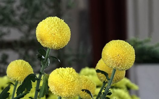  『漂亮』喜欢菊花不如养一盆“乒乓菊”吧！注意3个小技巧，开花多又漂亮