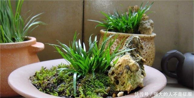  「外号」农村这野草外号“摸一把”，炖鱼炖肉泡药酒无所不能，