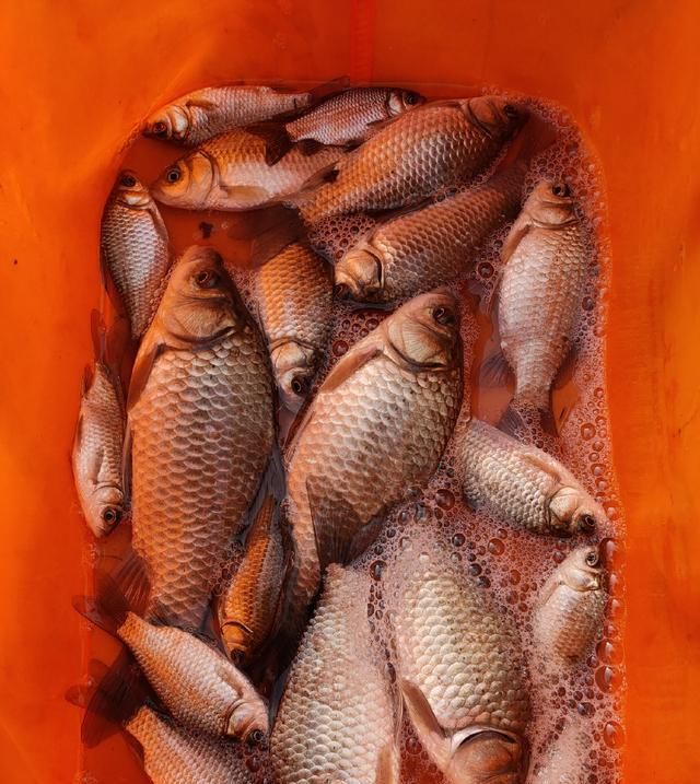  聚鱼|钓鱼记录，深水点 隔夜窝，聚鱼成群大板小爆