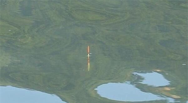  「随便」野钓调漂必杀技：各种调平水要点，不知道怎么调漂，随便选一种