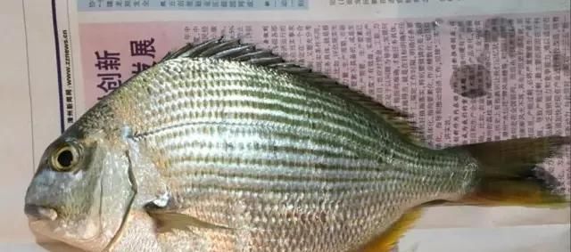  「东山叫红」46种海钓常见的鲷类鱼，最后一种高价的鱼原来也是鲷鱼，才知道