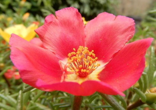  「适合」这四款花最适合“室内”养护，好看好养，美化家居，四季开花不断