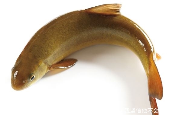  将来@黄河中有一种罕见药材，疗效神奇，将来很可能要“绝迹”了