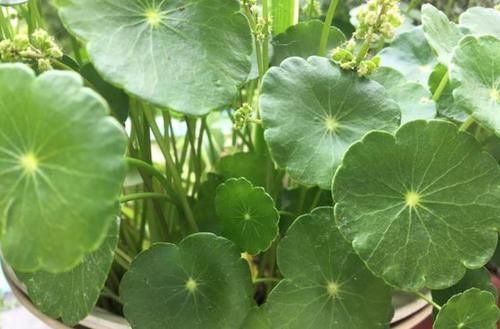 【铜钱草】家里养这几款植物，娇小不占地，比吊兰好养，你养了吗