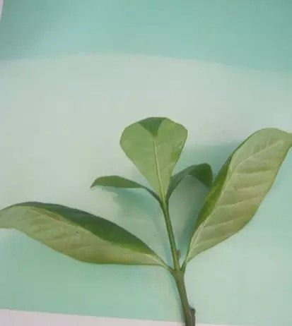  扦插|栀子花这样扦插，一根枝条就能插活，简单易学！