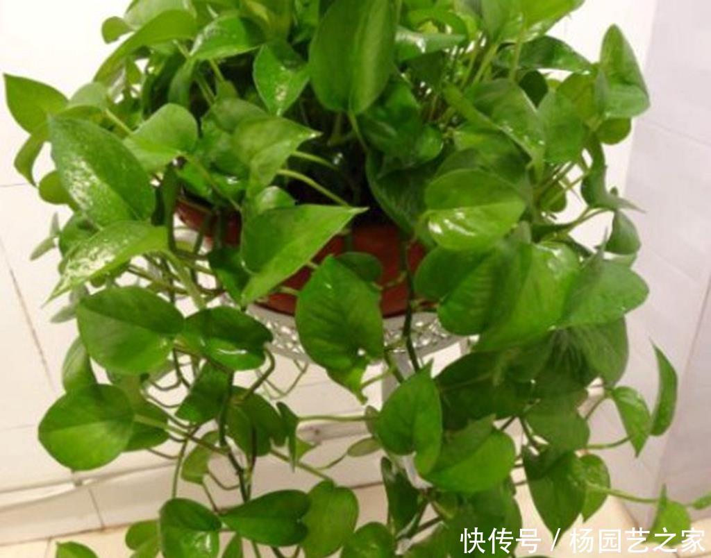 『摆放』家里养绿萝,这四个地方不要随意摆放,这讲究真不是迷信,看看吧