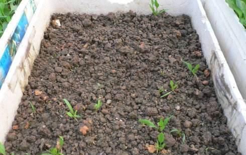  『种植蔬菜』种什么蔬菜?一次种植长期收获?什么蔬菜利益高?