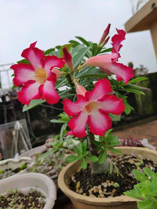 『美艳』?喜欢养花家里就种这些花朵,花开美艳迷人,花朵又大又美,还香