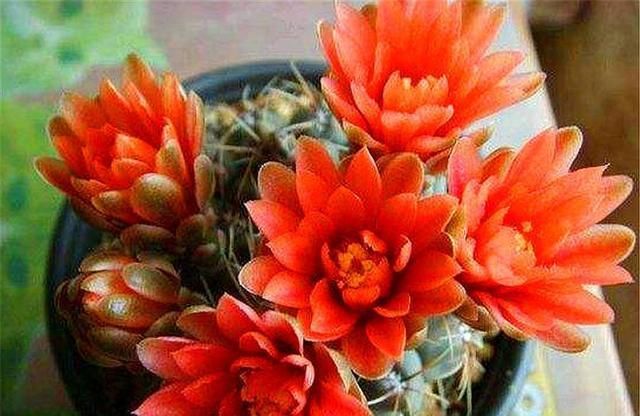  『适合』养多肉就选这3种，个个都是开花机器，花朵漂亮花量大，适合新手