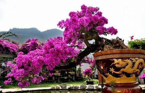  『蟹爪兰』'爱吃醋'的3种花卉，投其所好，枝叶茂盛，花朵娇艳漂亮