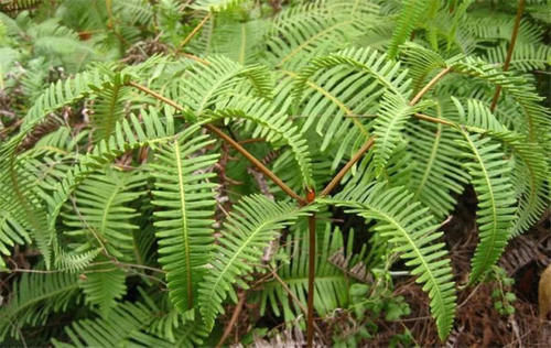 以前农村用它生火和种蒜，如今却成难除“杂草”，珍贵价值被忽略