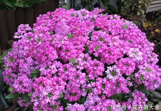 『大岩桐』3种花是花中“大美女”,开花五颜六色,一开花,阳台变成了花海