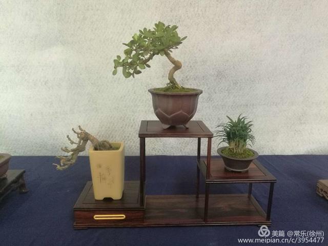  #盆协#徐州收藏家协会(盆景协会和铁路盆协)回龙窝微型盆景