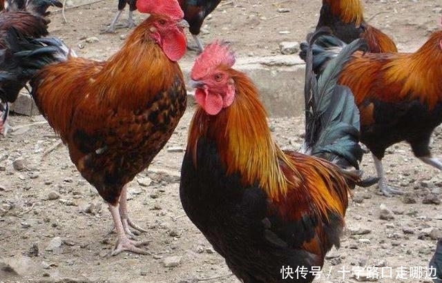 一只鸡的寿命究竟有多长?要是不吃一直养