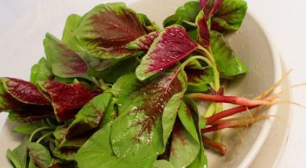  「苋菜」营养价值非常高的野菜，在城市的时候求之不得，回到老