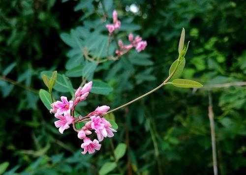  『植物』这种植物叶子晒干后似茶叶，目前十分稀有，市场售价10元一斤