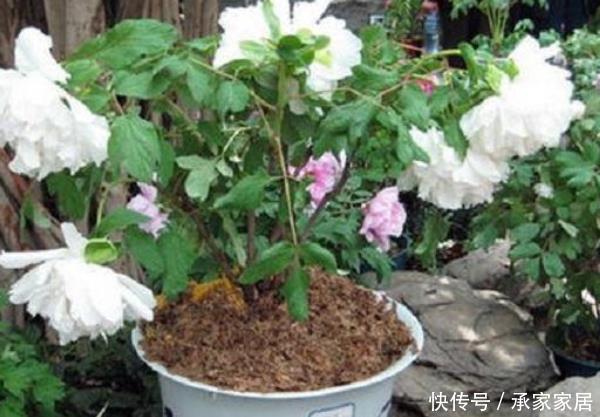  寓意■这3种花室内养一盆，寓意好一倍，尤其第三种，生活更“富贵”！