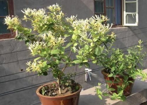  「不妨」若是不喜欢月季，不妨养2种“盆景”，远看像“树”，近看造型美