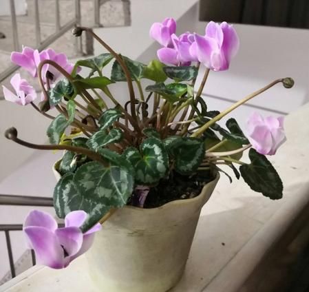  『花儿』谁说开花期间不施肥？这花偏要在花期施肥，不然花儿早早就谢了！