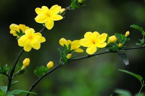  『植物』为什么有人把花朵形容为植物的“面容”它们有什么不一样的呢？