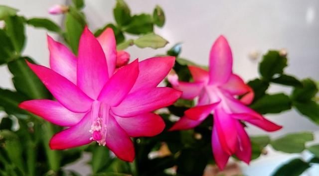 【适合】3种花适合养在室内,开花量大颜色鲜艳,家里养一盆,满屋都飘香