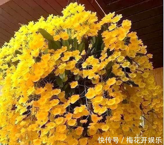  『保养技巧』此5种“瀑布型”花卉，浇点“水”就爆盆，没有光线都成花海！
