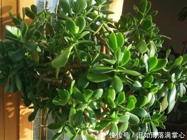 年满@他家的玉树年年满树“开花”,其实秘诀只有3个,学会了你也可以!