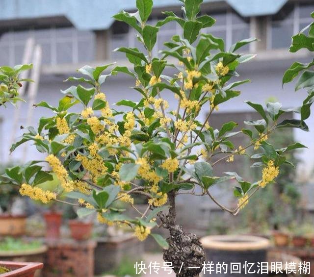  『寓意』路边4种树，掰个枝条就生根，做成盆栽寓意好，观叶赏花还好吃