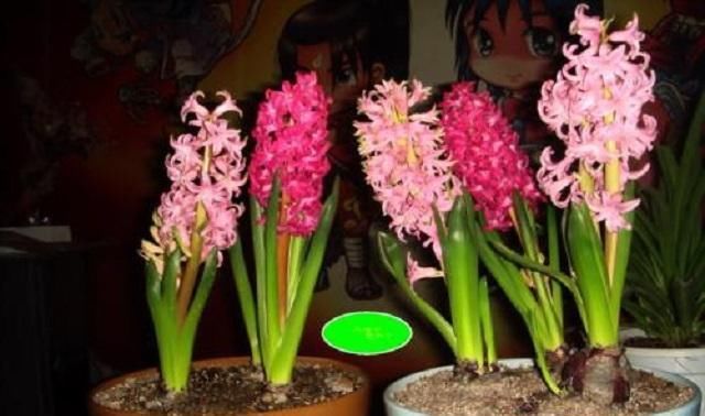  #艳丽#花开成串艳丽无比的风信子，最适宜此时栽种，做好3点轻松养活它