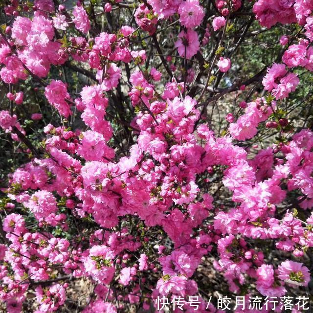 『植物』感觉公园里的植物就是不一样