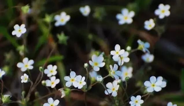  「别称」30种 ·野草的美，你认识几个？