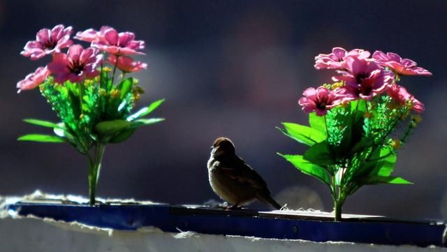 世界最大的藏传佛学院,领略震撼的藏传佛教魅力