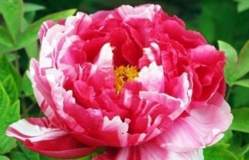 「重瓣矮牵牛」3种花很耐养,沾土就能活,浇水就疯长,不易生病好养护